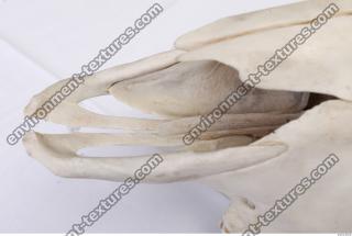 Photo Reference of Animal Skull